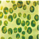 photo spiruline algue